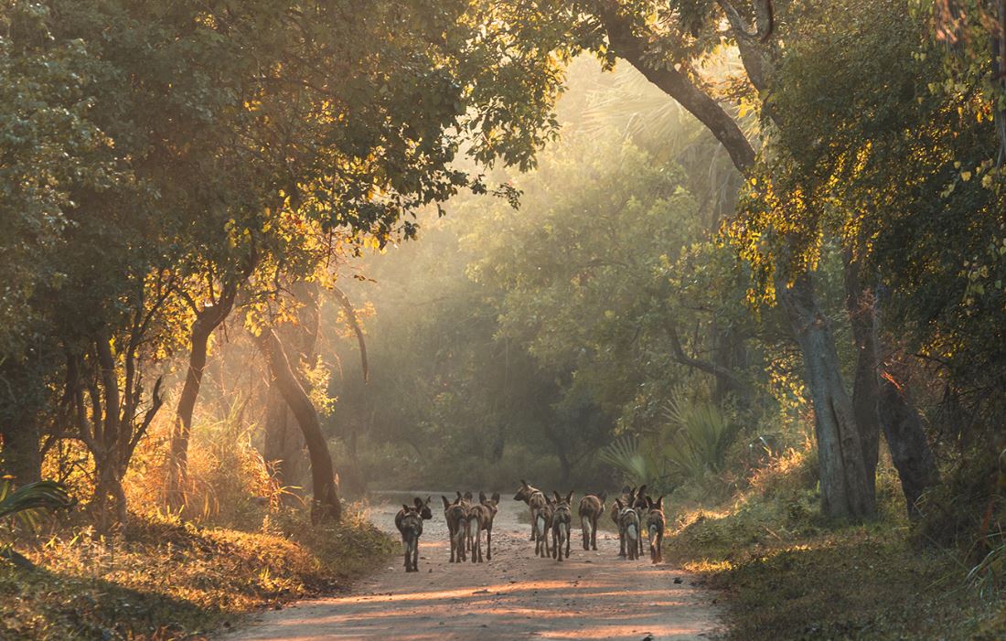 gorongosa national park jules verne travel